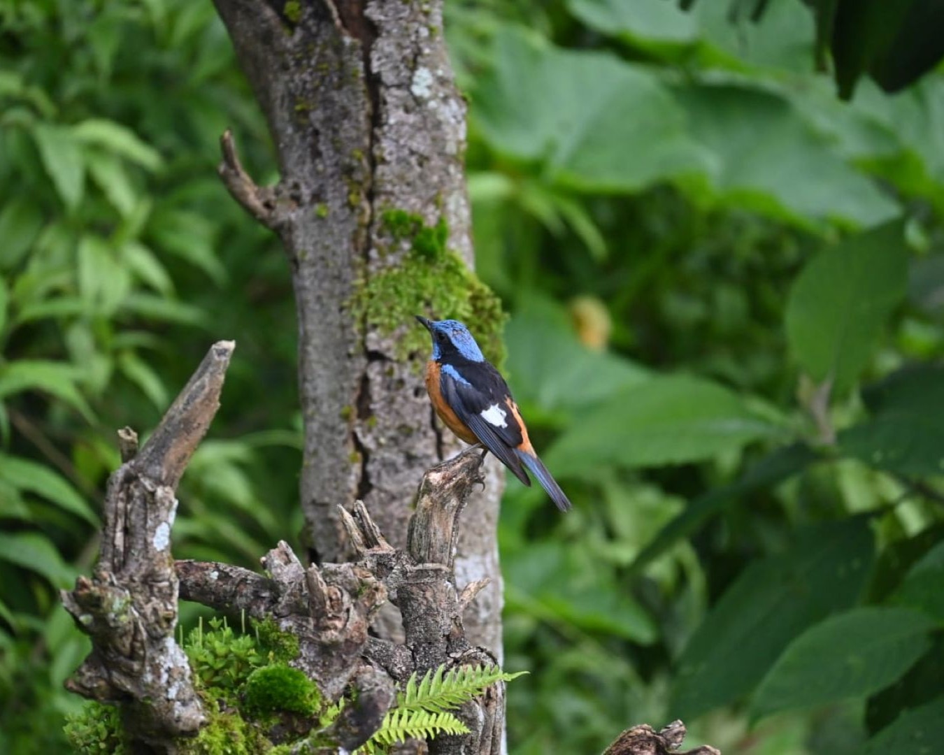 Blue-and-orange bird on a mossy branch