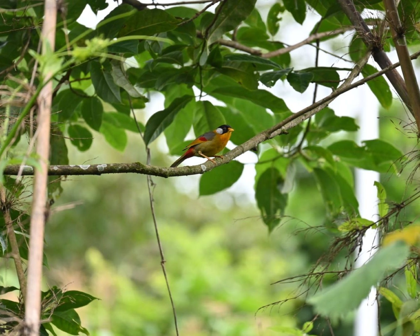 Colorful bird on a branch