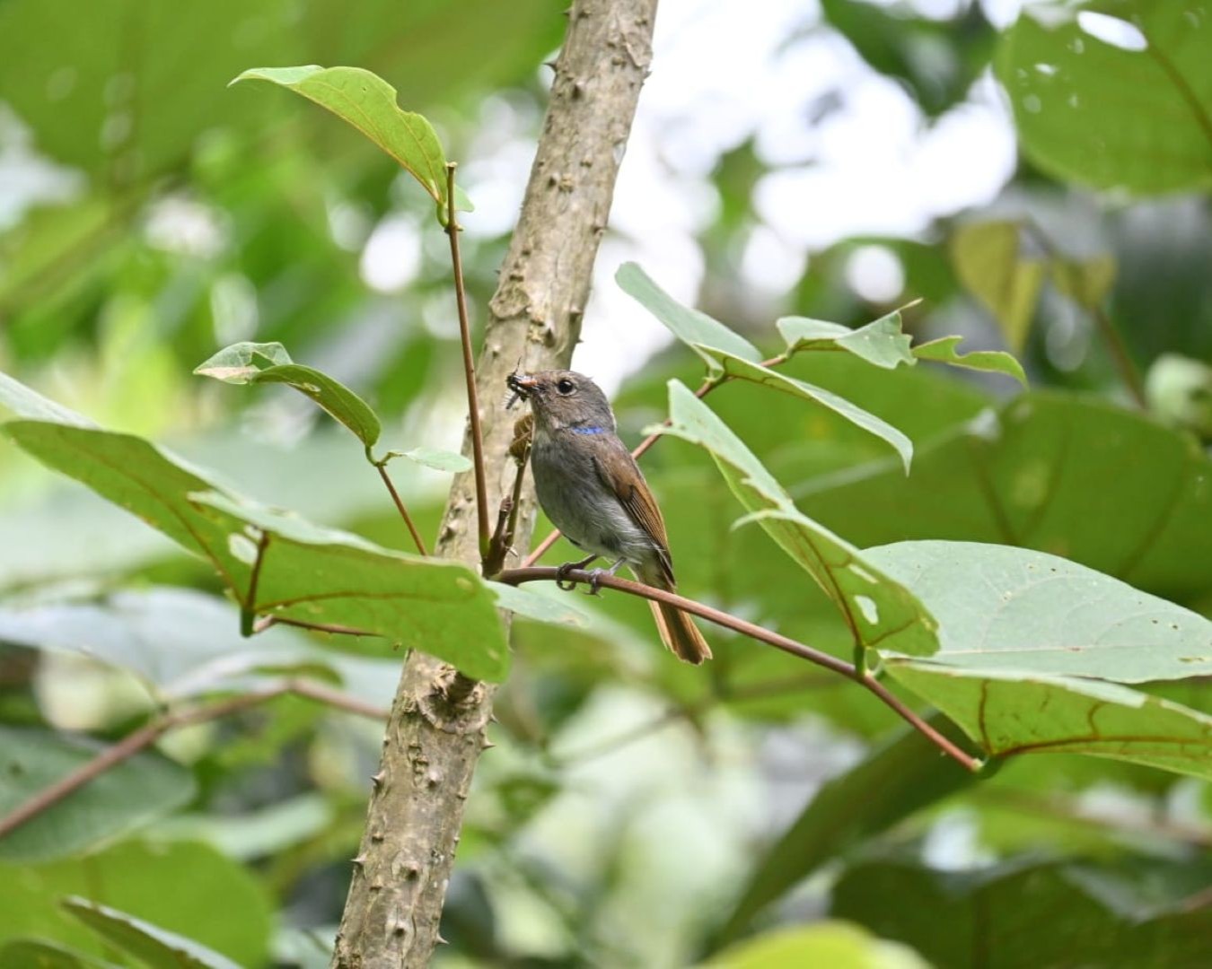 A bird in the Mairung surroundings